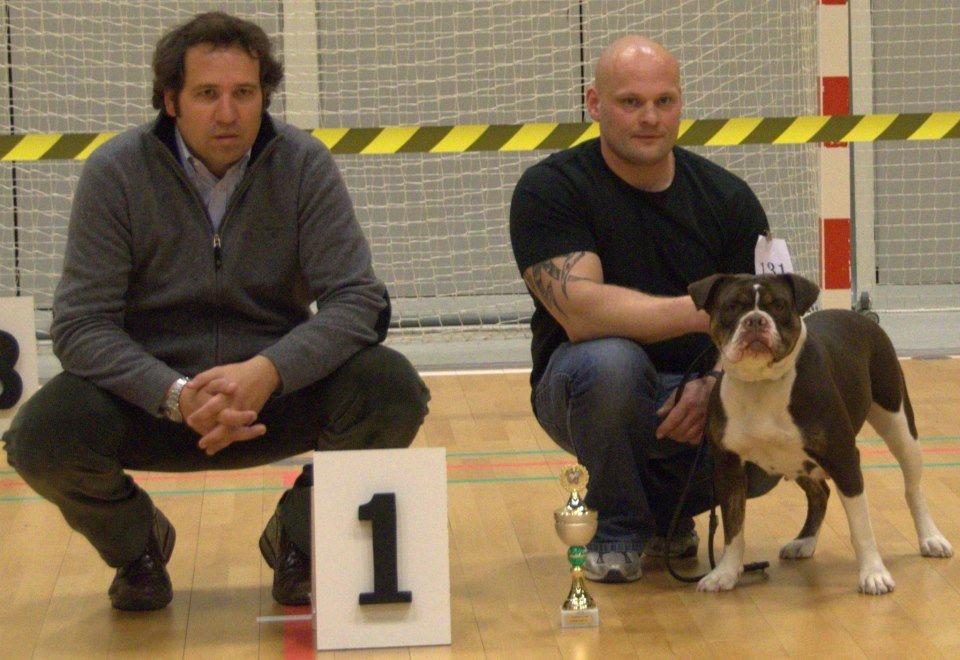 Olde english bulldogge Gizmo billede 19