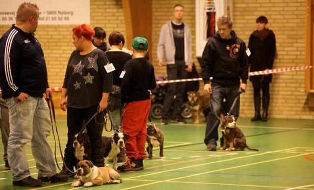 Olde english bulldogge Gizmo billede 20