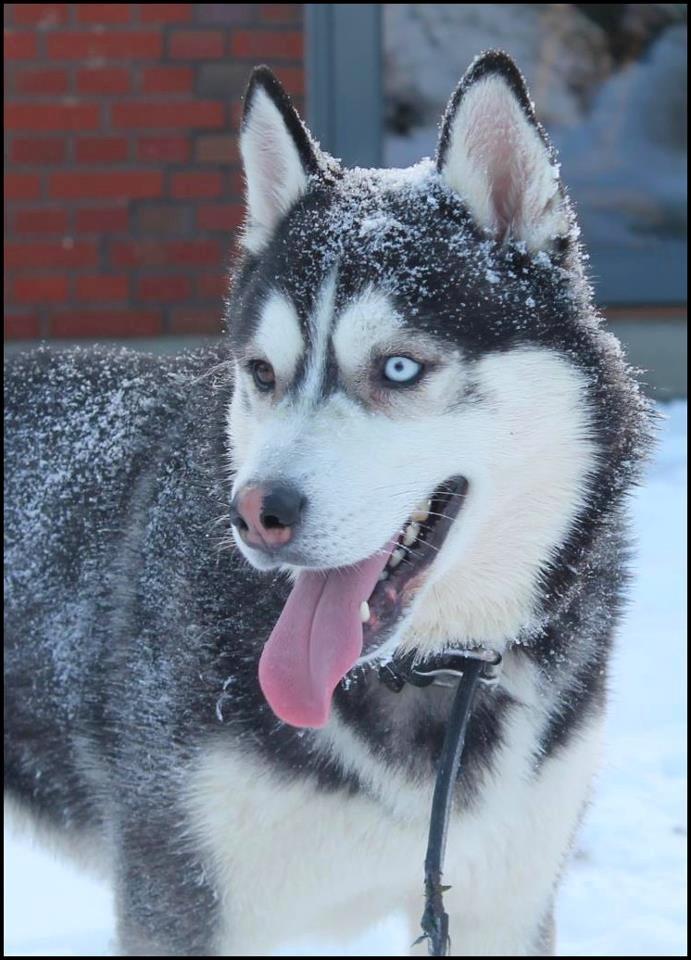 Siberian husky Samson '' Don Bamson '' billede 4