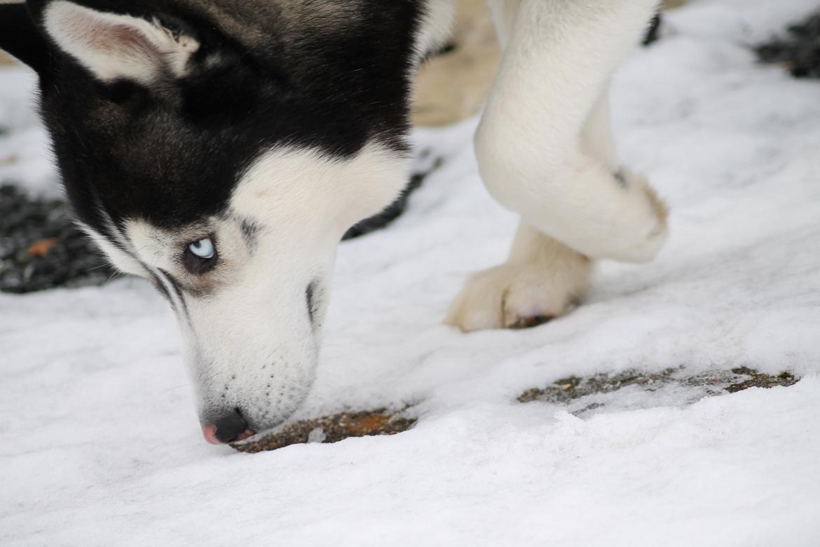 Siberian husky Samson '' Don Bamson '' billede 5