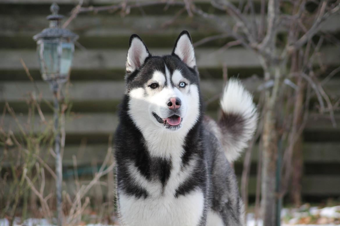 Siberian husky Samson '' Don Bamson '' billede 3