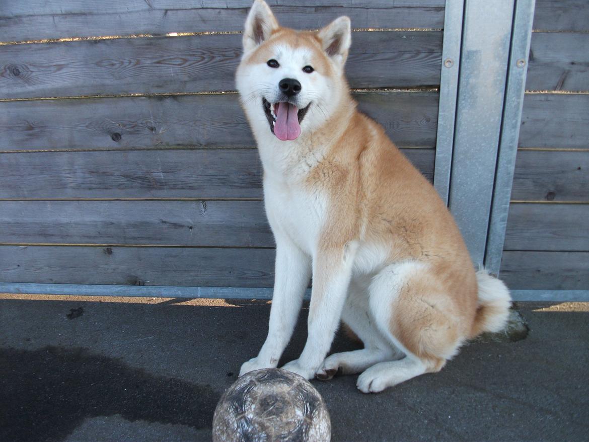 Akita inu Kumi billede 1