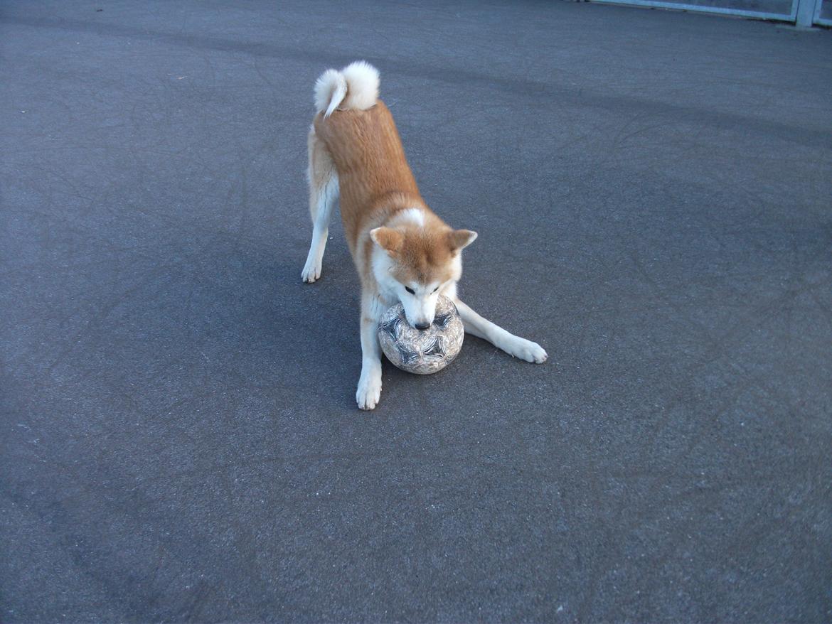 Akita inu Kumi billede 3