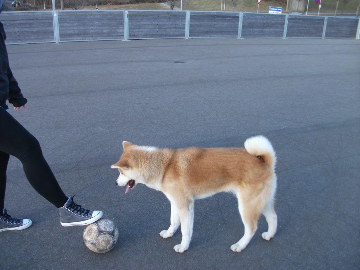 Akita inu Kumi billede 4