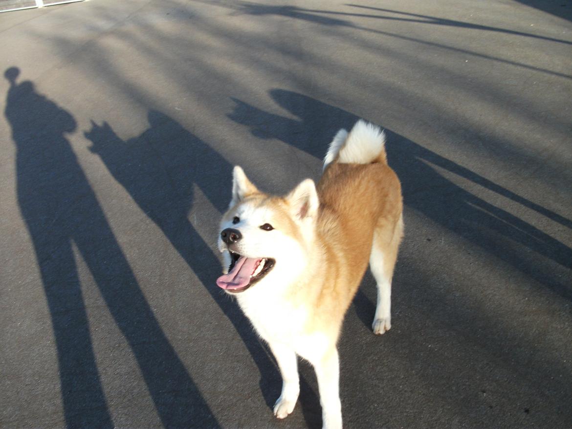 Akita inu Kumi billede 2