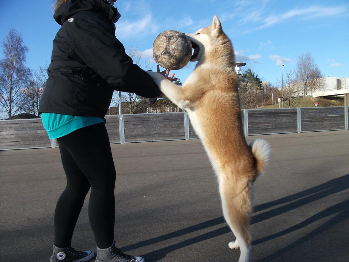 Akita inu Kumi billede 5