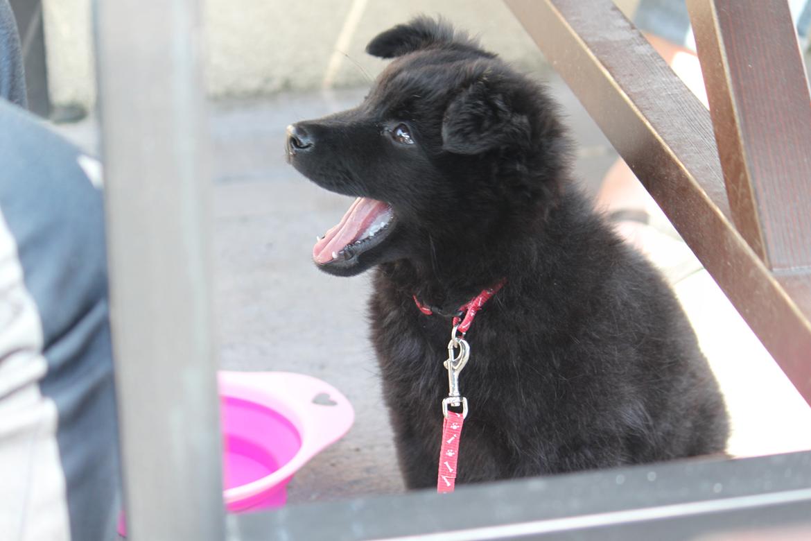 Svensk Lapphund Zarahkkas Beaivi billede 6