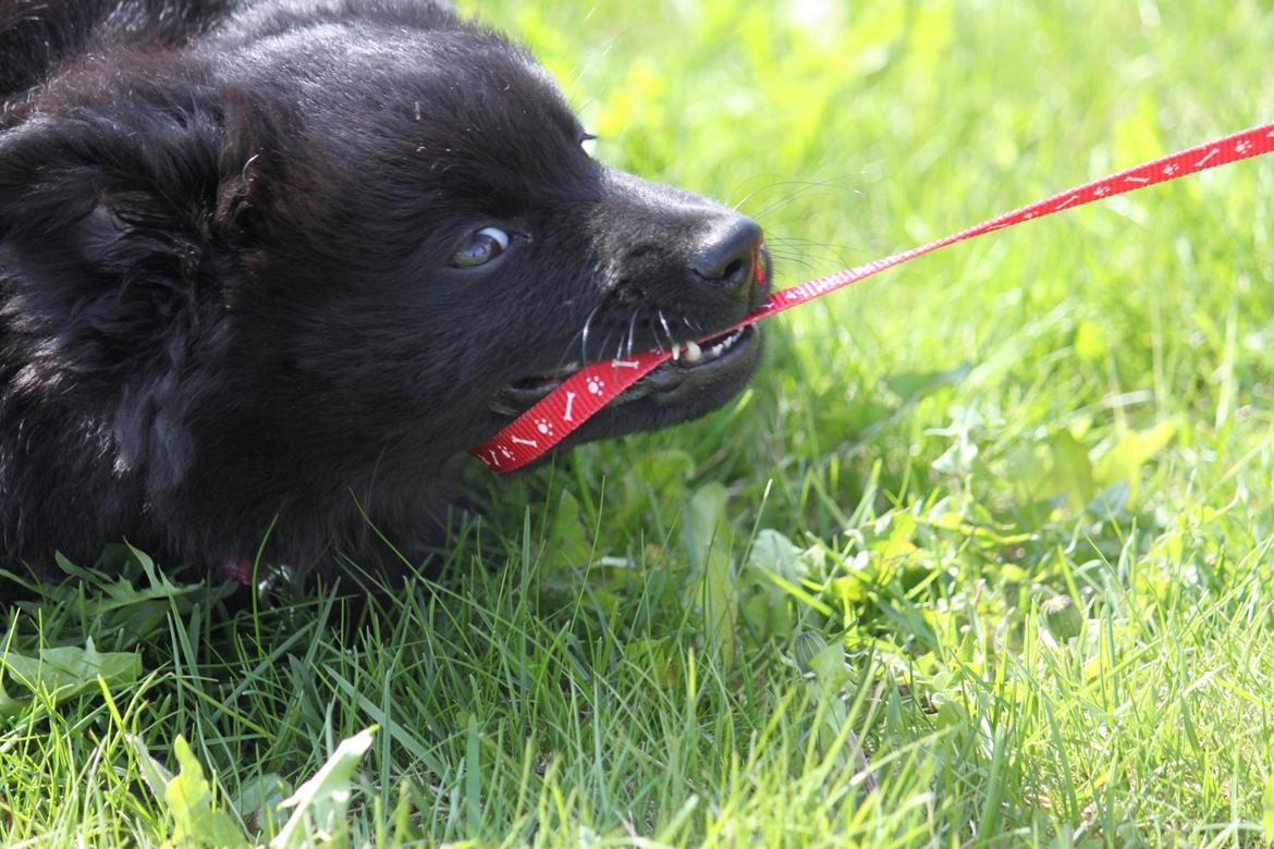 Svensk Lapphund Zarahkkas Beaivi billede 2