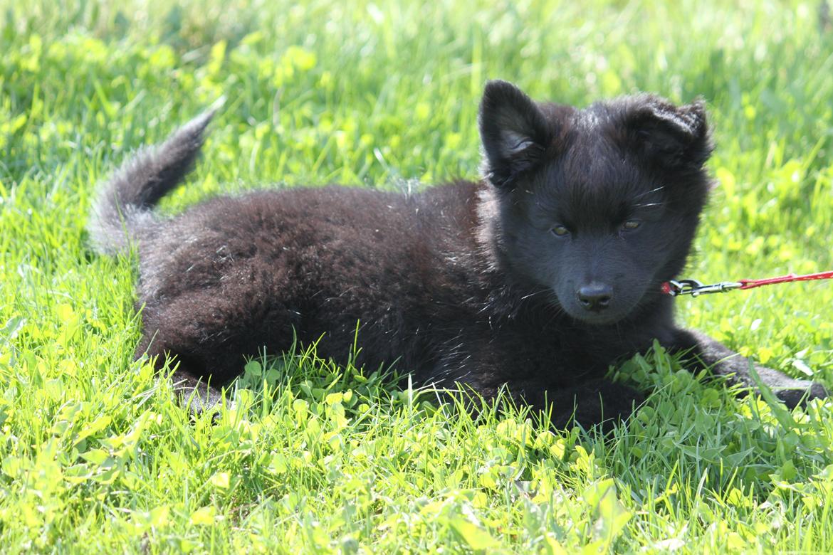 Svensk Lapphund Zarahkkas Beaivi billede 3