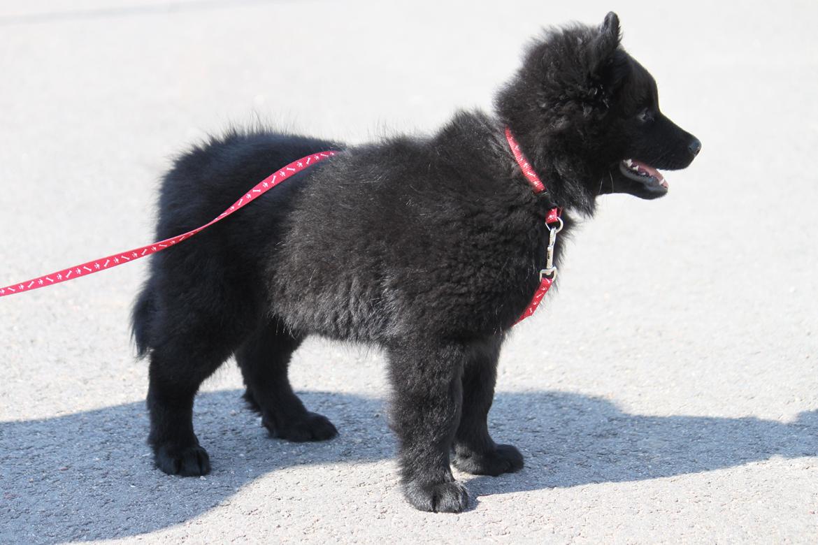 Svensk Lapphund Zarahkkas Beaivi billede 4