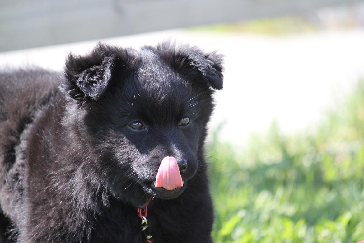 Svensk Lapphund Zarahkkas Beaivi billede 1