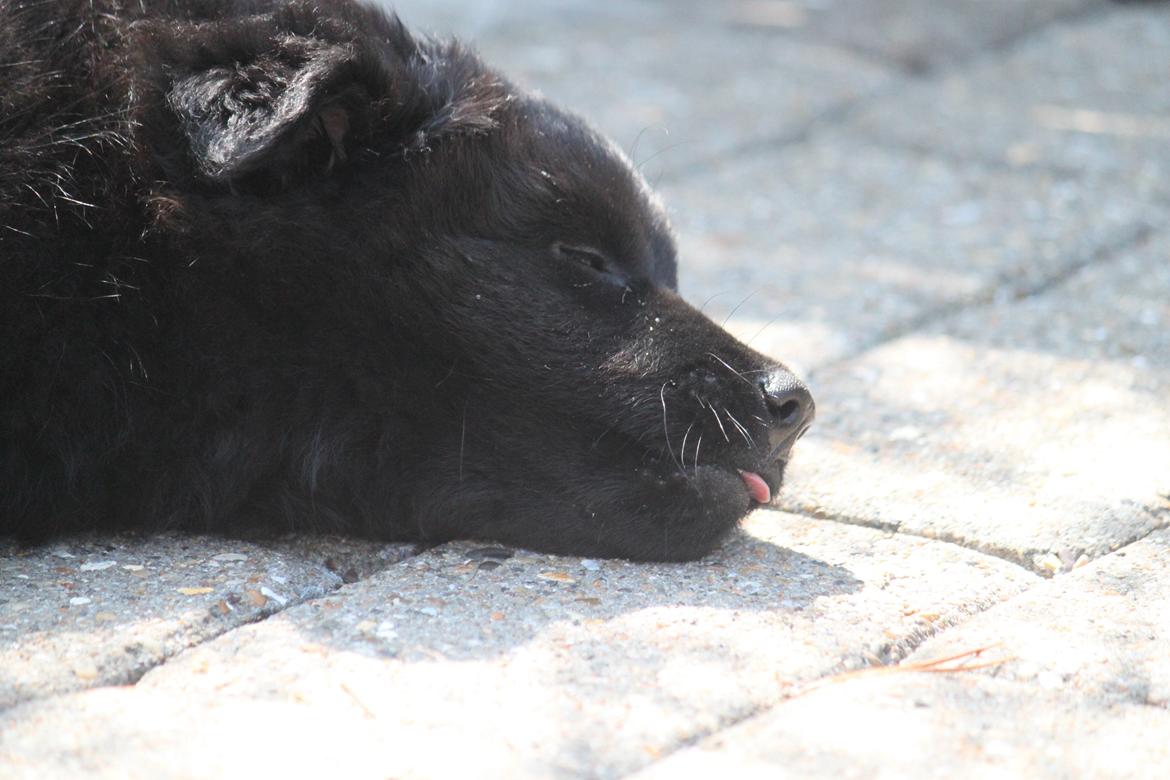 Svensk Lapphund Zarahkkas Beaivi billede 5