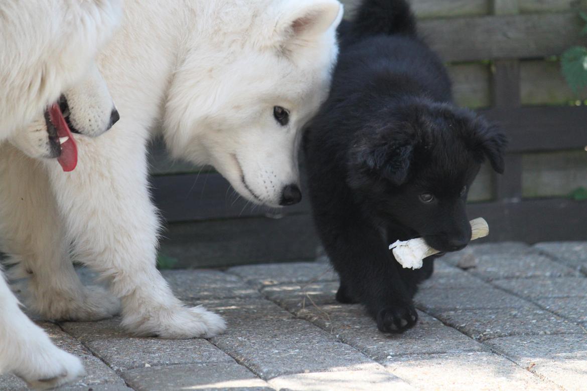 Svensk Lapphund Zarahkkas Beaivi billede 7