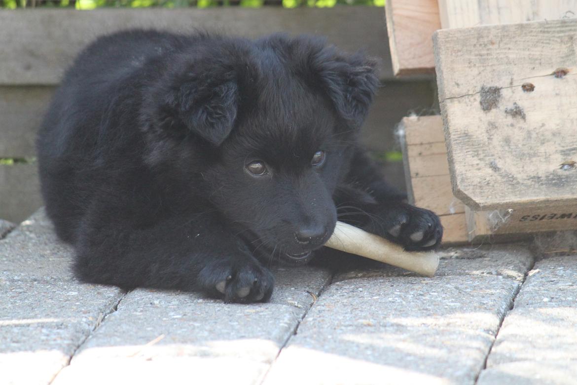 Svensk Lapphund Zarahkkas Beaivi billede 8