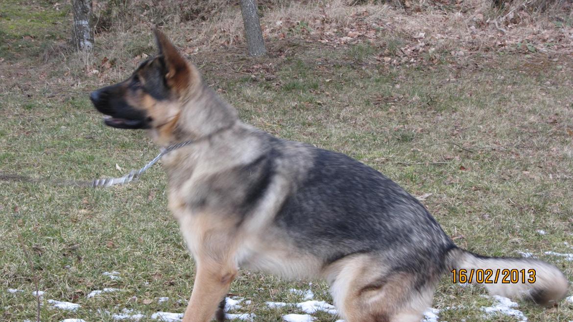 Schæferhund zaco billede 6