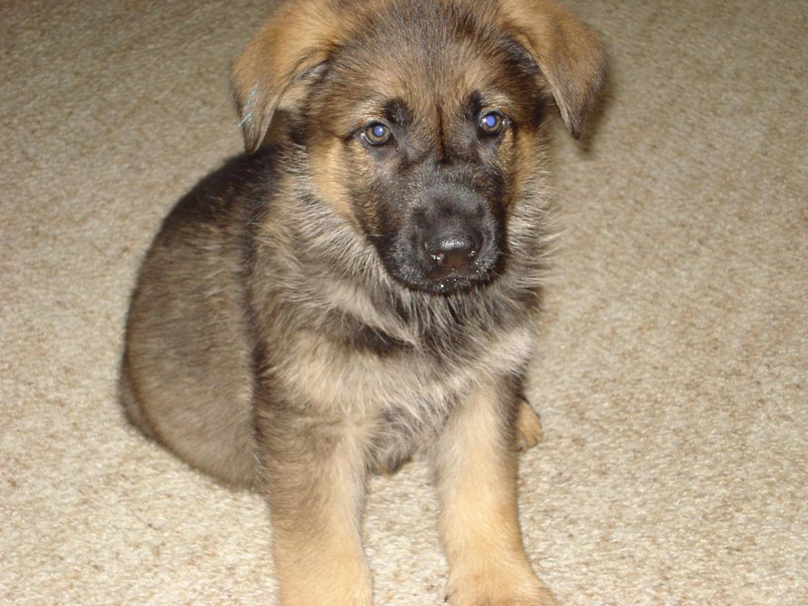 Schæferhund zaco billede 8