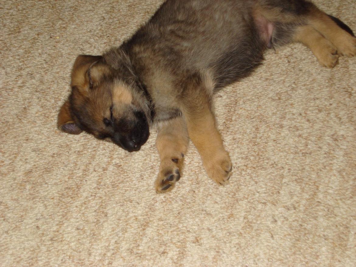 Schæferhund zaco billede 9