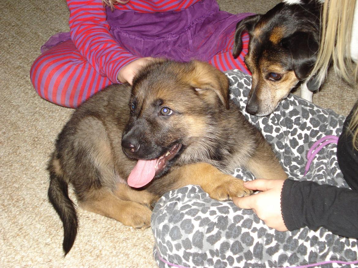 Schæferhund zaco billede 10