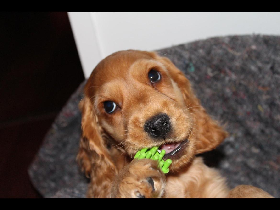 Cocker spaniel Felix billede 2