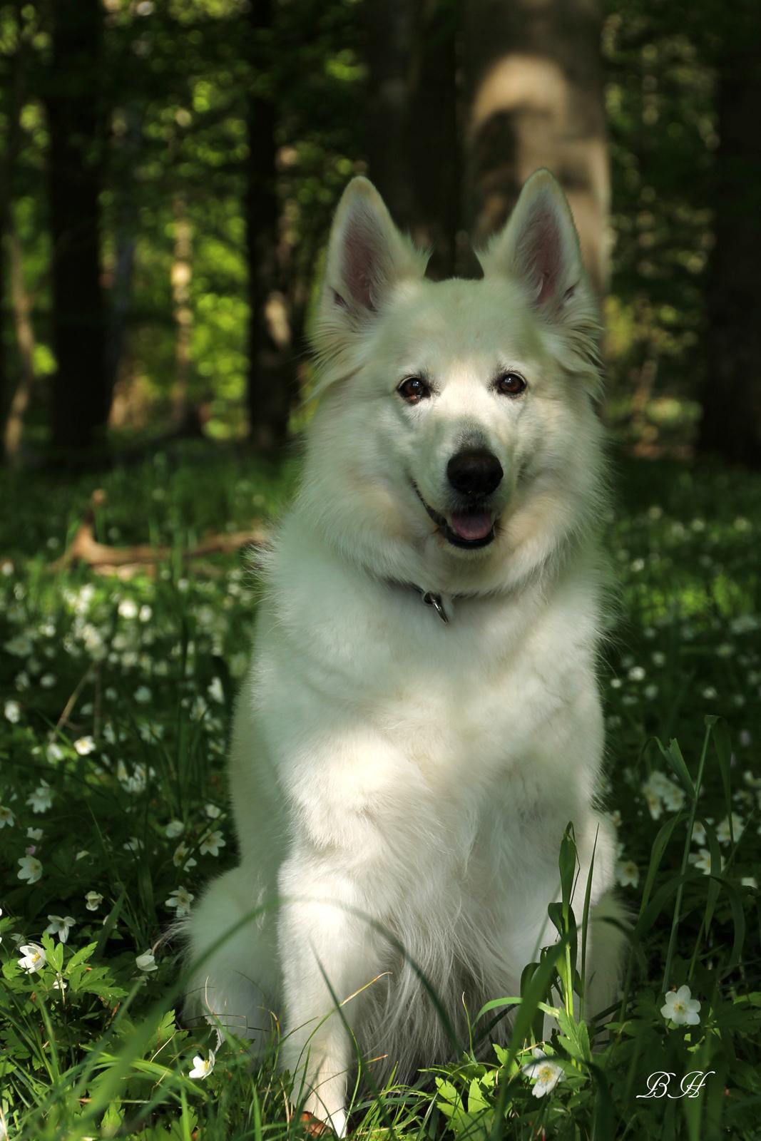 Hvid schæfer Niki billede 15