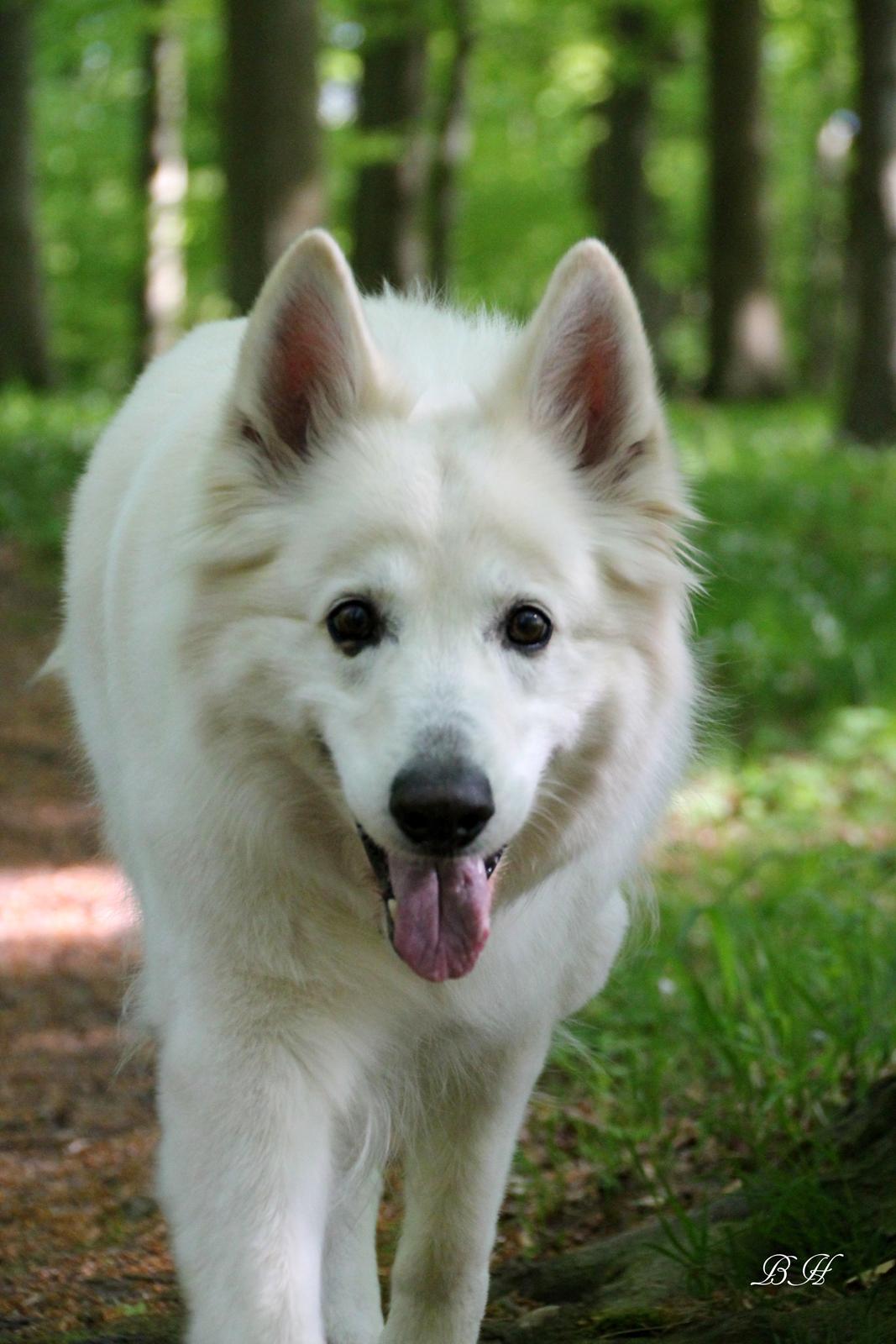 Hvid schæfer Niki billede 17