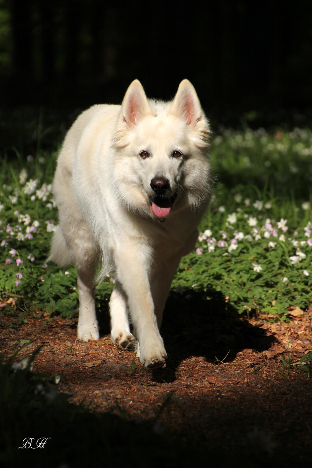 Hvid schæfer Niki billede 14