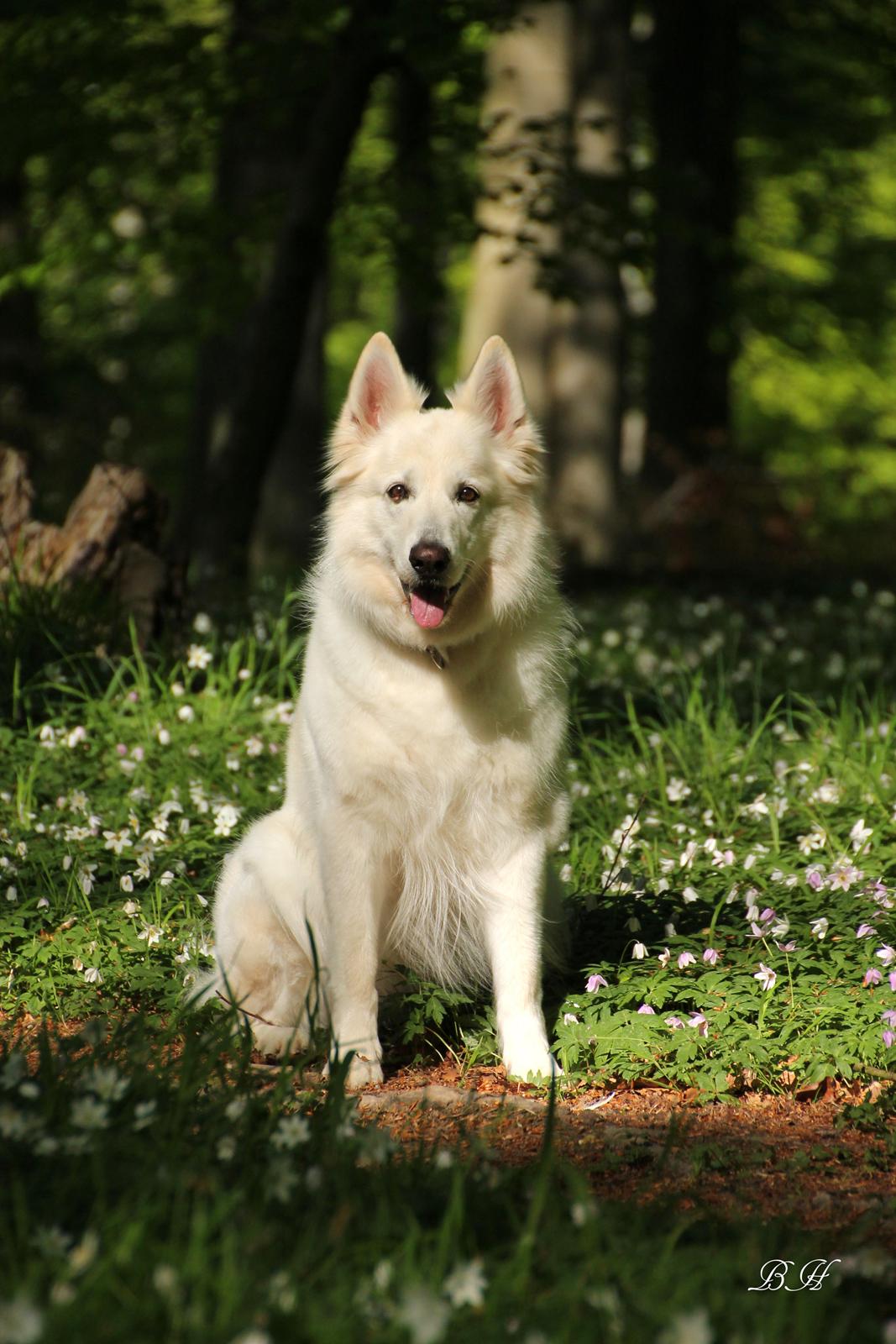 Hvid schæfer Niki billede 11