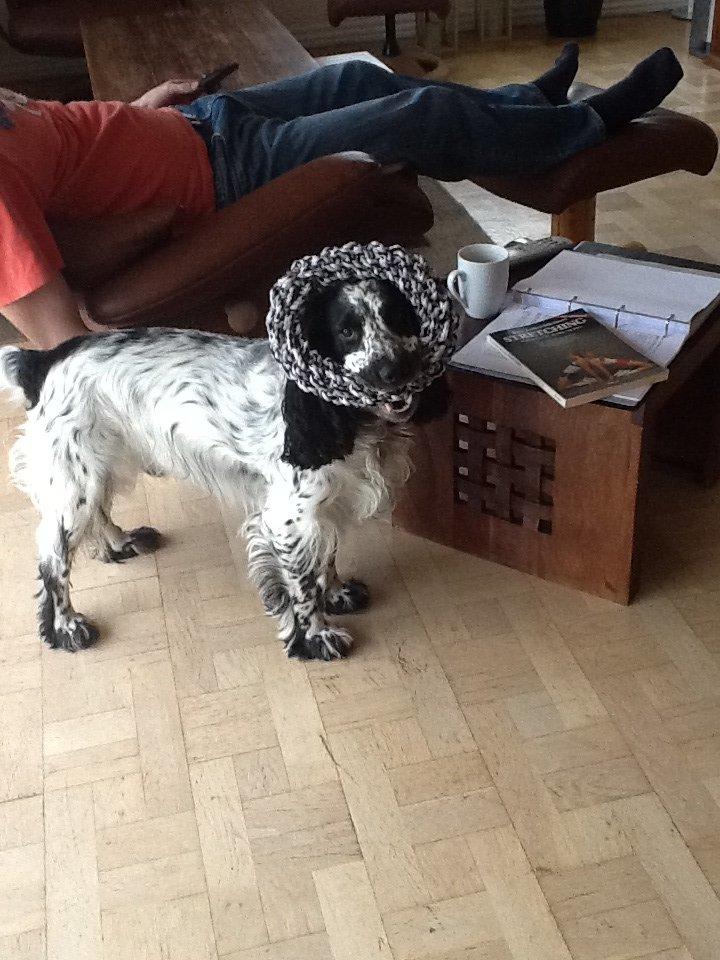 Cocker spaniel charlie billede 14