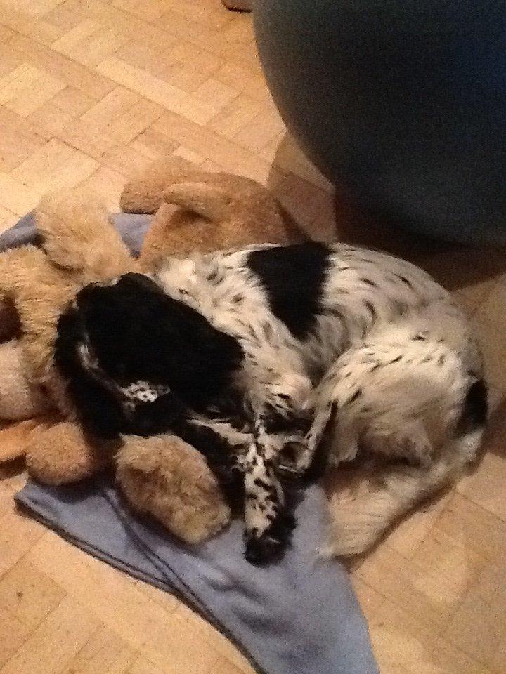 Cocker spaniel charlie billede 15