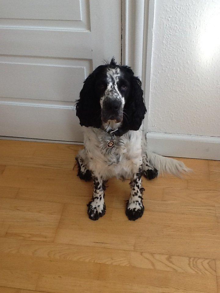 Cocker spaniel charlie billede 16