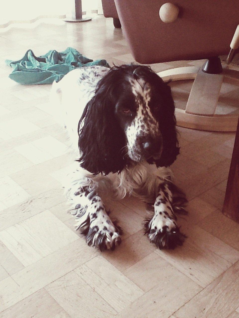 Cocker spaniel charlie billede 17