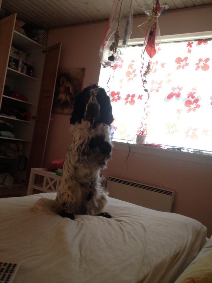 Cocker spaniel charlie billede 18