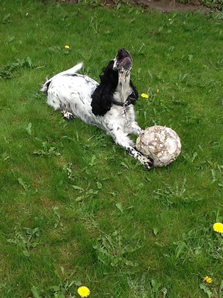 Cocker spaniel charlie billede 19