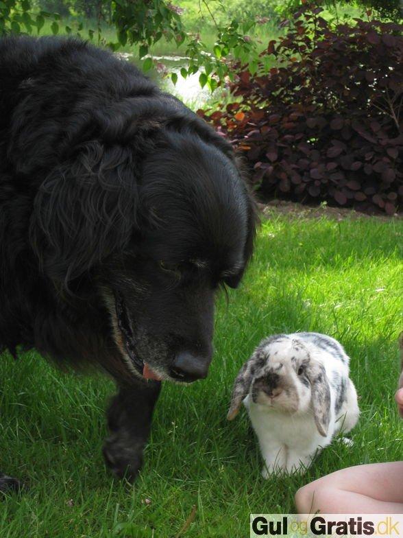 Blanding af racer Buster - Buster og Hubert sommeren 2011, de bedste venner :) billede 16