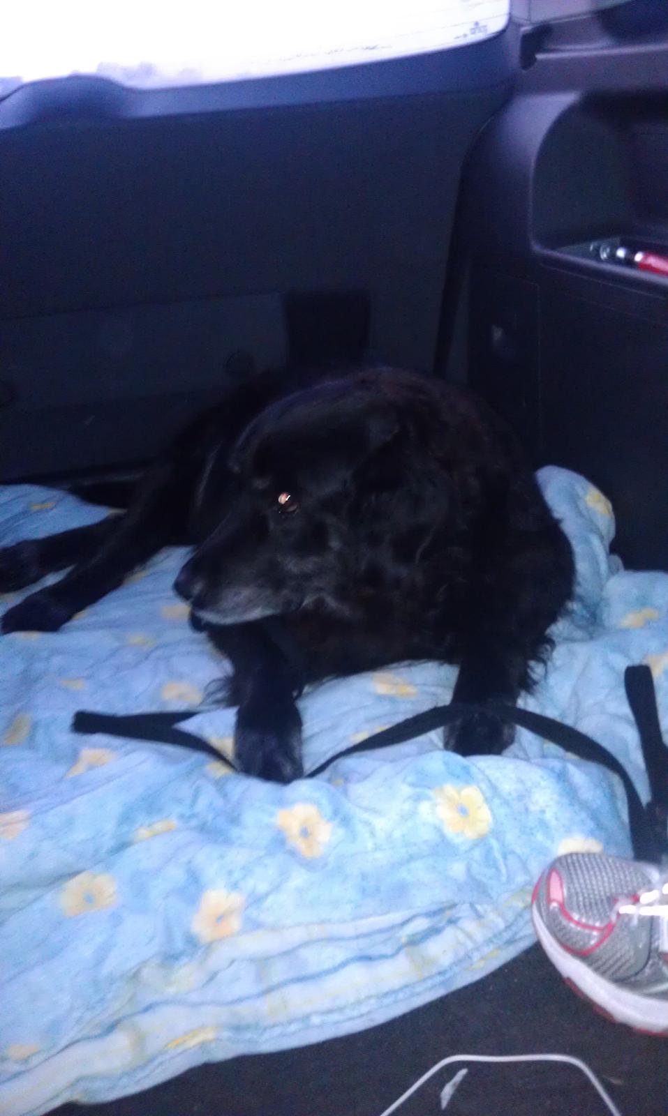 Blanding af racer Buster billede 17