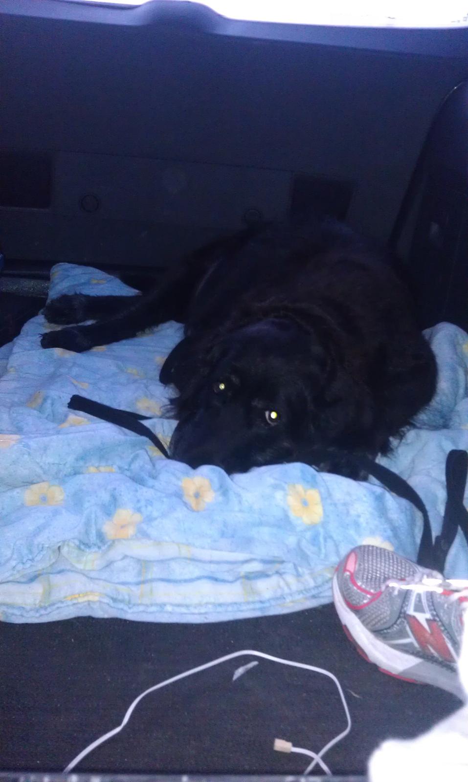 Blanding af racer Buster - Vil aldrig glemme de øjne :') billede 18