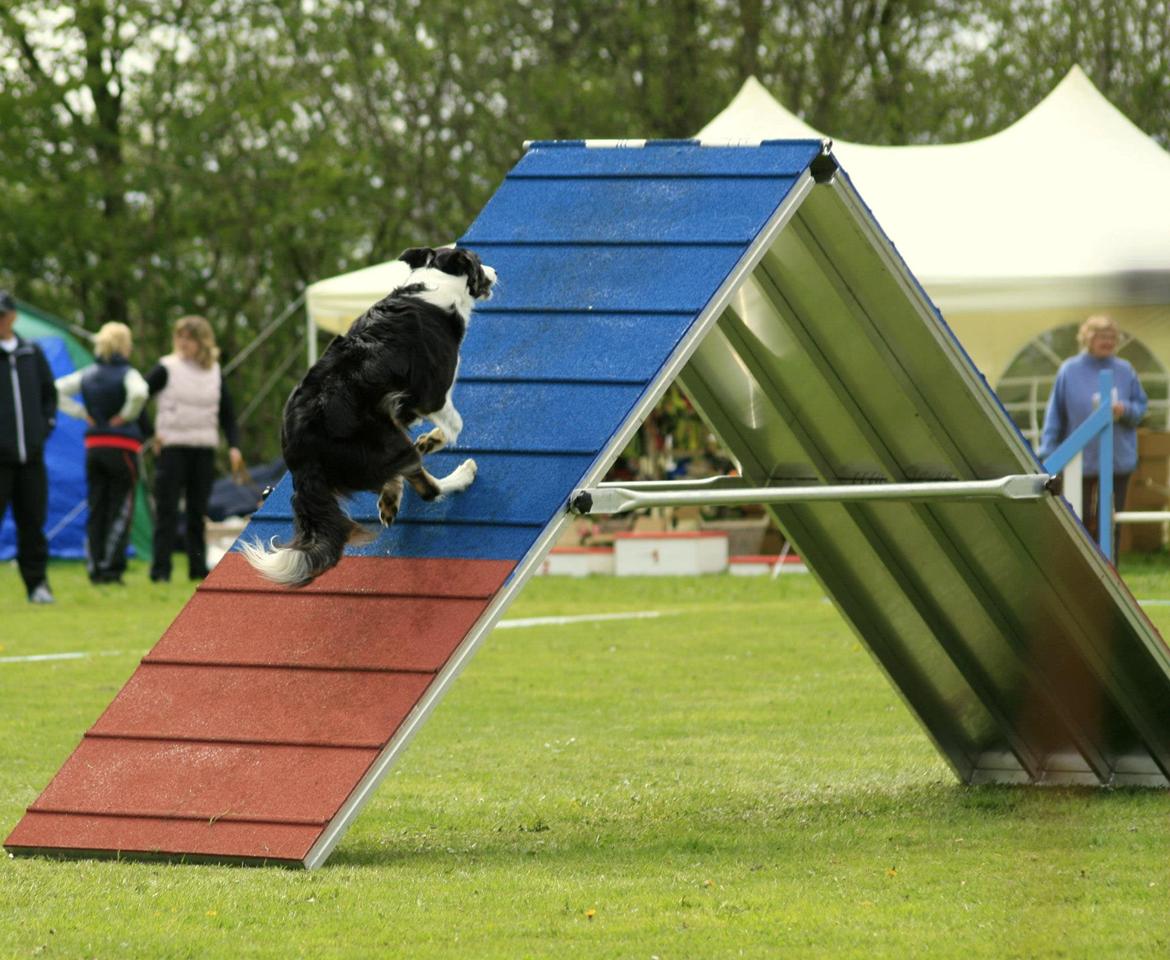 Border collie Laika - Tusind tak for kigget:) billede 41