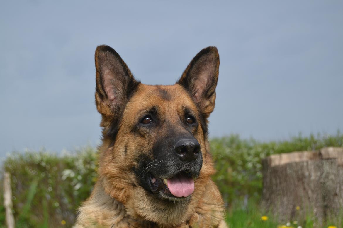 Schæferhund Tesvanes Gabbie billede 3