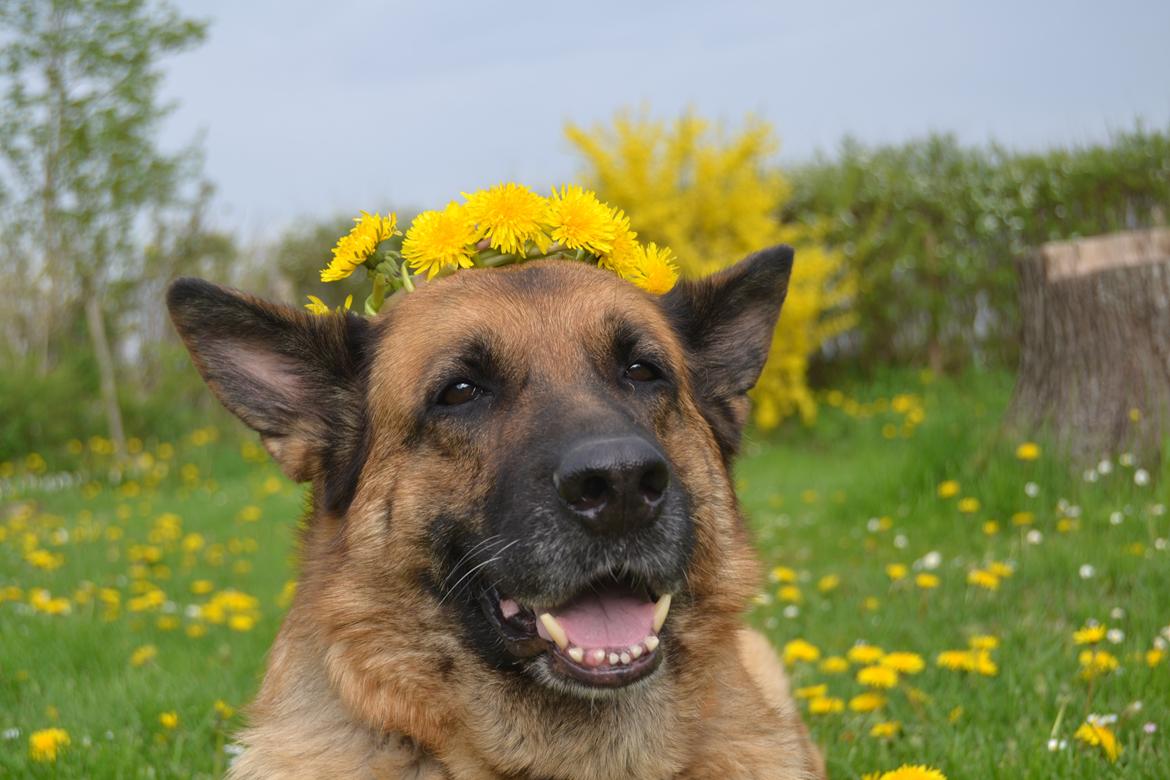 Schæferhund Tesvanes Gabbie - Velkommen til Gaby's profil!! <3 billede 1