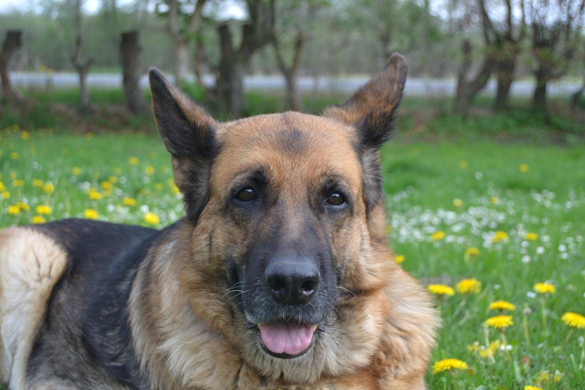 Schæferhund Tesvanes Gabbie billede 9