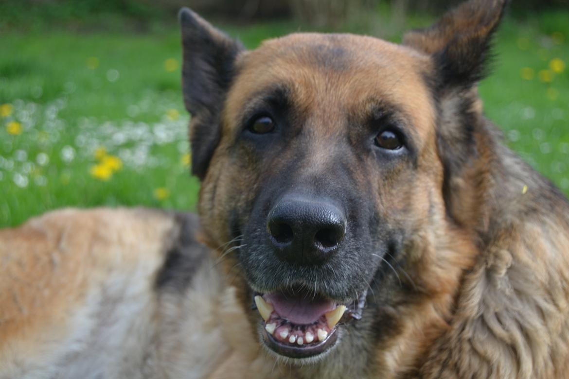 Schæferhund Tesvanes Gabbie billede 13