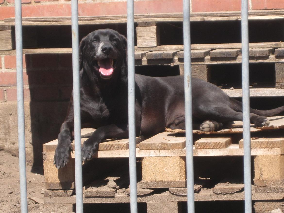 Blanding af racer Odin R.I.P d 7 nov 2013 - Lækkert med solsted i hundegården :D<3 billede 1