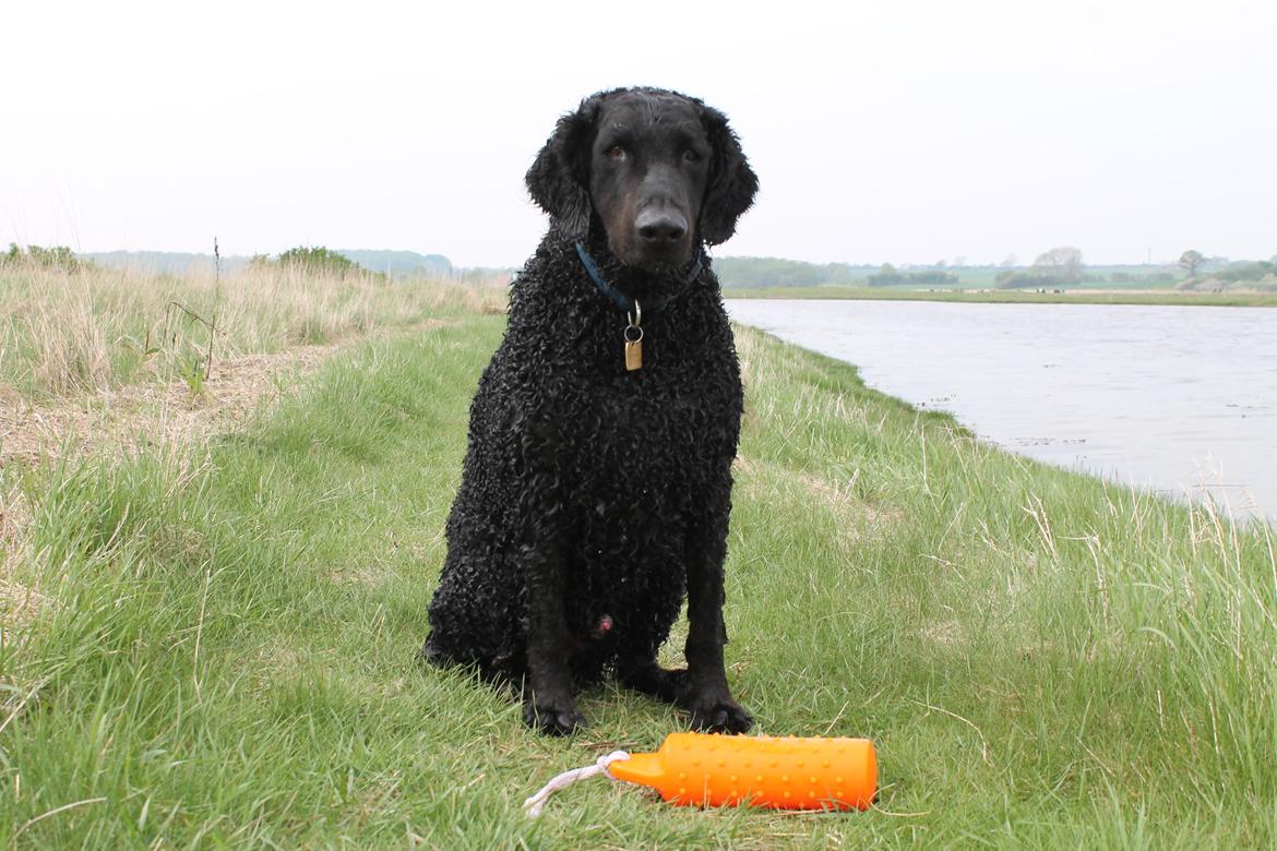 Curly coated retriever Balto (RIP) billede 10