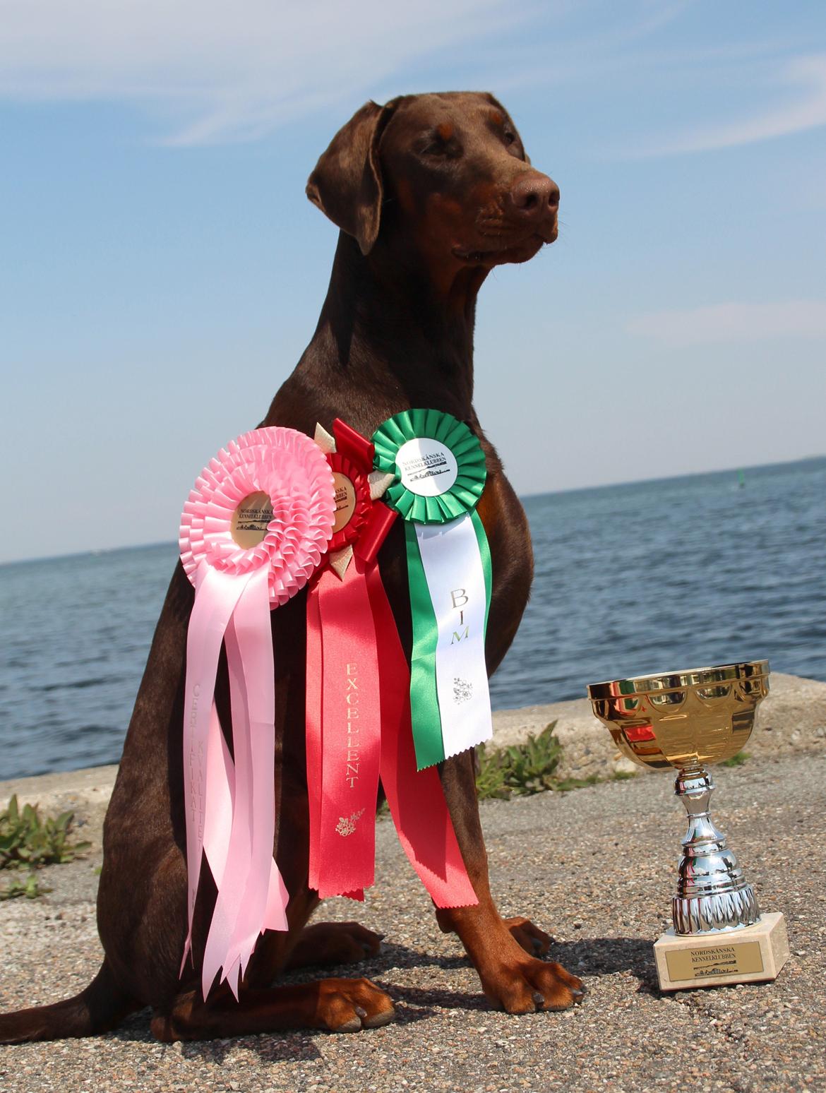 Dobermann DKKV13 AJW13 LUCH Proud Danish Flying Indian Girl - Hässleholm National show 18-05-2013
Junior klasse
Ex 1 CK Bedste Tæve og BOS billede 21