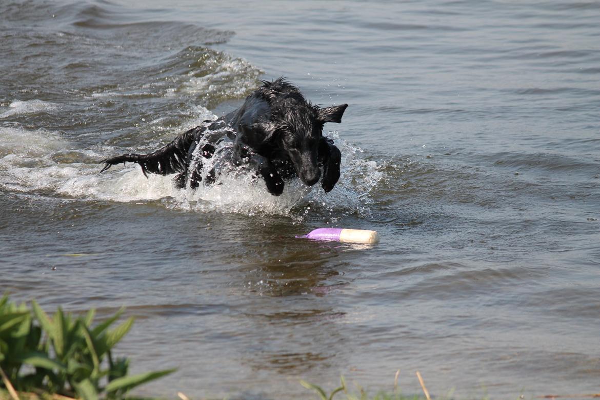 Flat coated retriever Tanima Flatcoats Bumble Bee | Beah - Beah ved vandet 18/05/13 Foto: Far billede 8