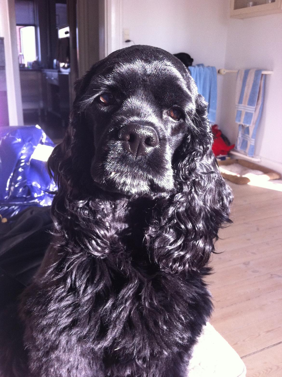 Amerikansk cocker spaniel Perle billede 1