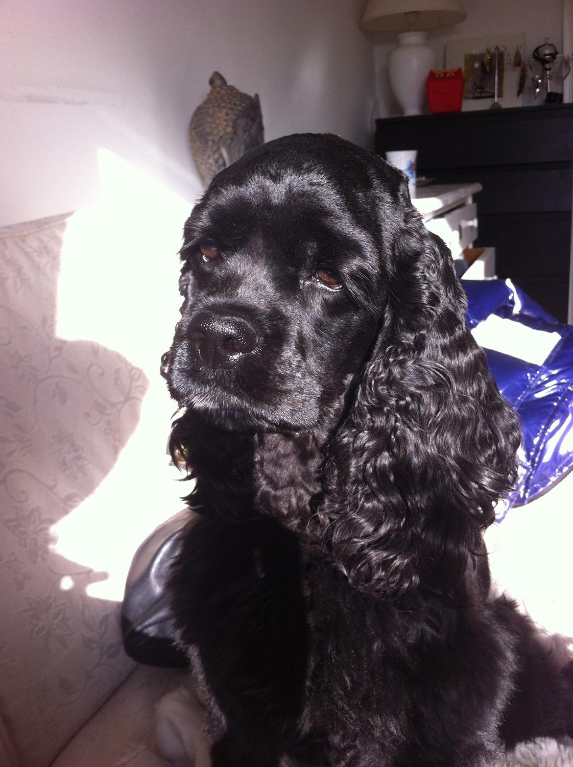 Amerikansk cocker spaniel Perle billede 2