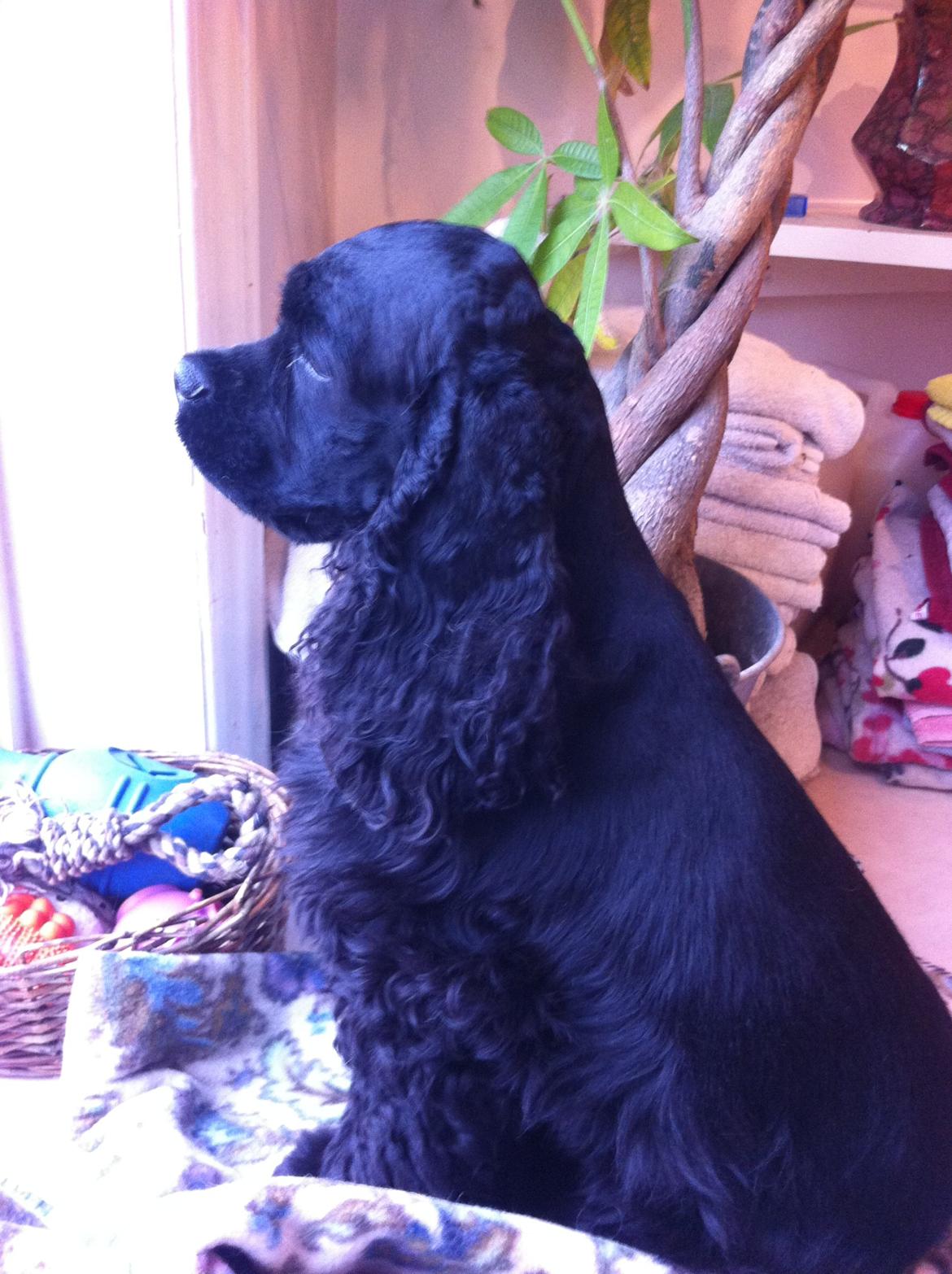 Amerikansk cocker spaniel Perle billede 3