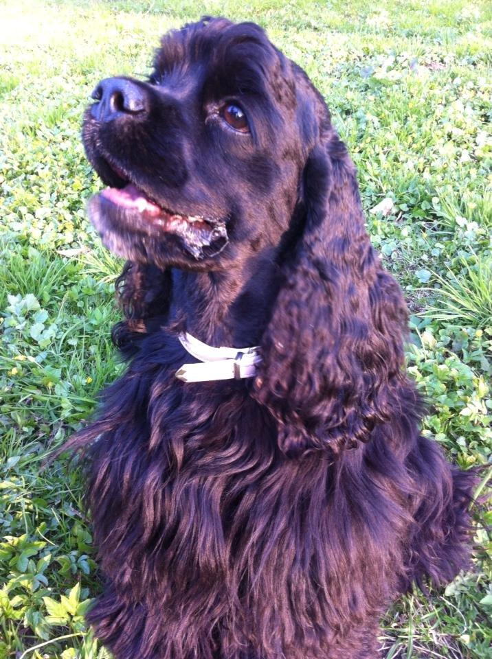 Amerikansk cocker spaniel Perle billede 4