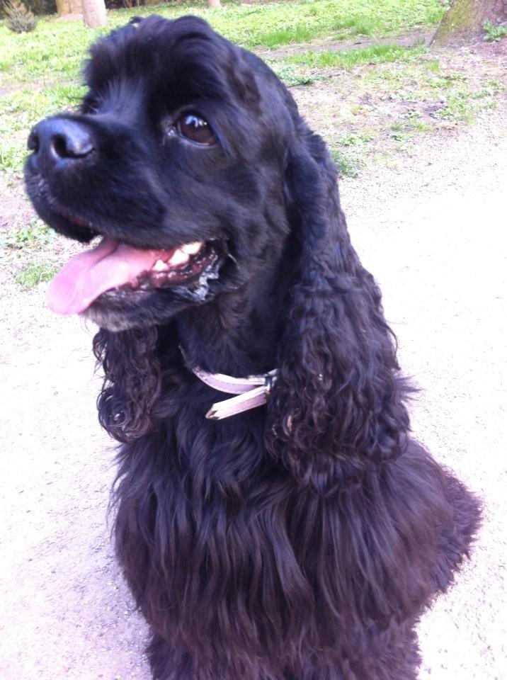 Amerikansk cocker spaniel Perle billede 5